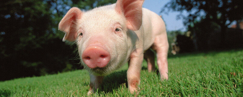 可治猪大便干结的土法 可治猪大便干结的土法是