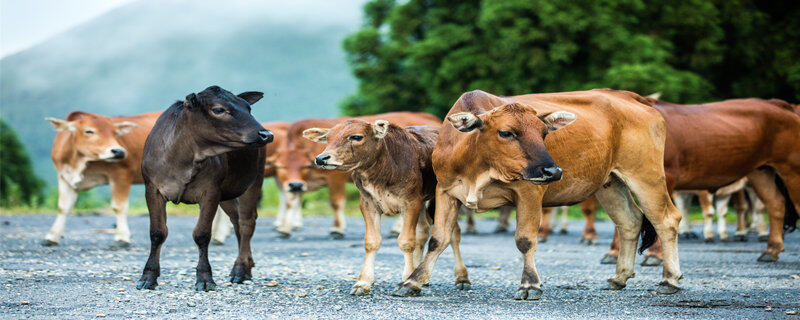 牛和牛怎么杂交 杂交牛养殖技术