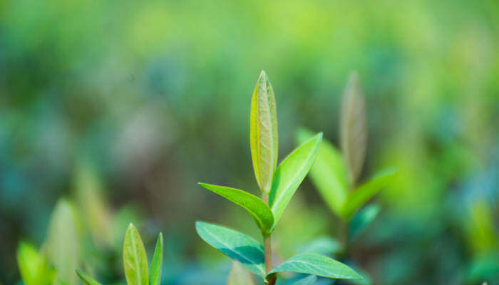 植物叶子卷曲什么原因 植物叶子卷曲什么原因六宝 