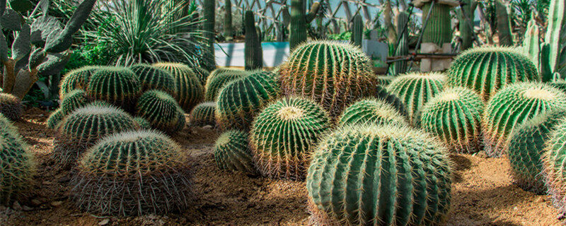 摄图网_500792143_banner_上海辰山植物园沙漠园（企业商用）_1.jpg