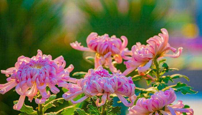 菊花开花的季节 菊花的花期是几月份