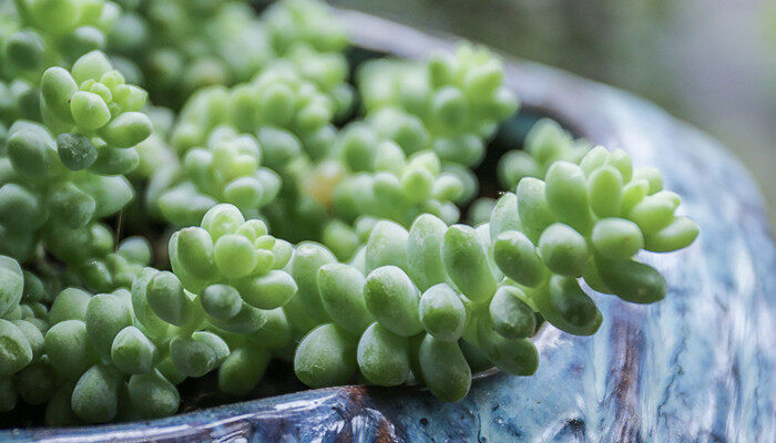 多肉植物怎么养