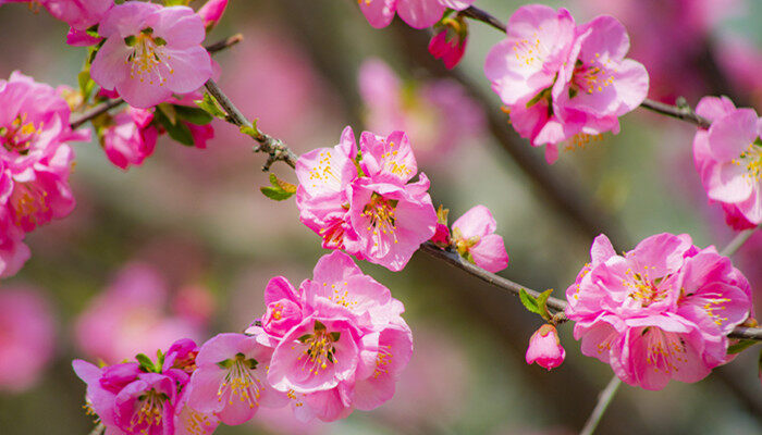 榆叶梅有没有花和果实 榆叶梅有花和果实吗