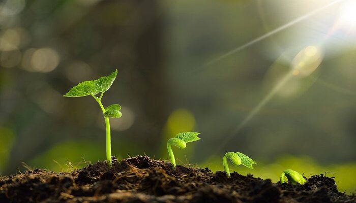 植物需要的能量来自哪里 植物的能量来源于什么 