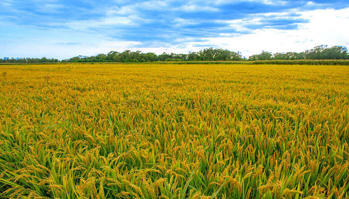 水稻的播种和生长季节 水稻是什么季节播种的