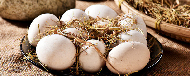 玄凤鹦鹉下蛋后几天开始孵化 玄凤鹦鹉下蛋多久能孵出来
