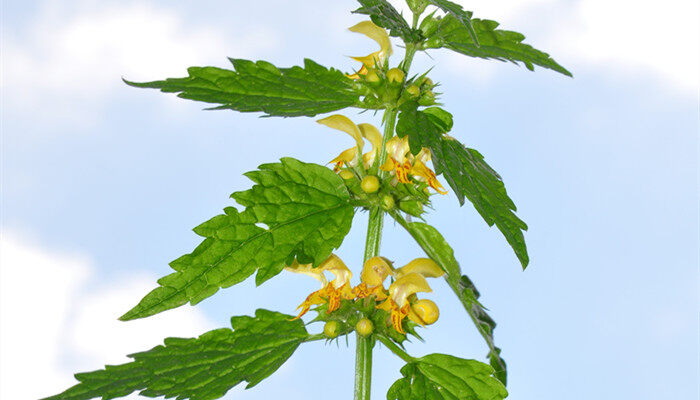 随意草的花语 随意草有什么花语