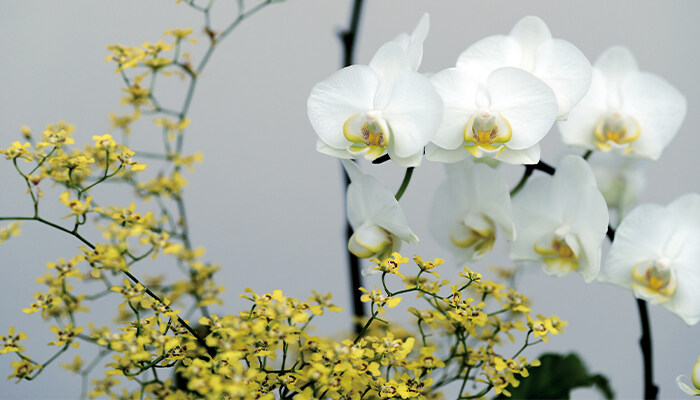 蝴蝶兰春天开花吗