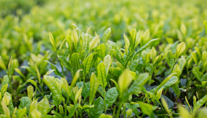 植物是怎么过冬的