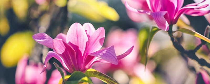 玉兰花什么时候开花有多少种颜色 玉兰花在什么时候开花有多少种颜色