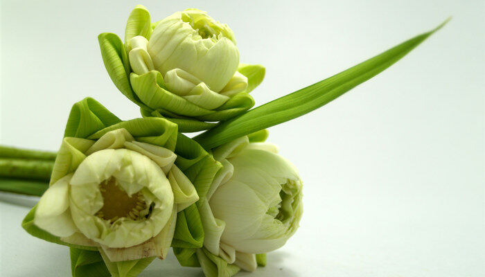 在中国北方又称作酒花的花是 在中国北方又称作酒花的花是什么