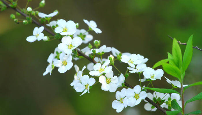 小手球花是什么植物