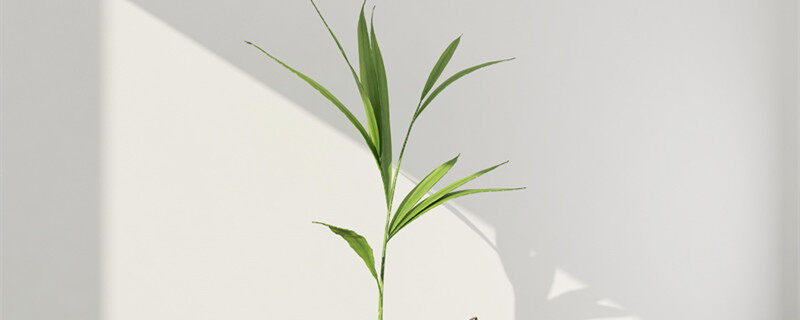 散尾竹怎么养才让它枝繁茂盛 散尾竹怎么养才能让它枝繁茂盛