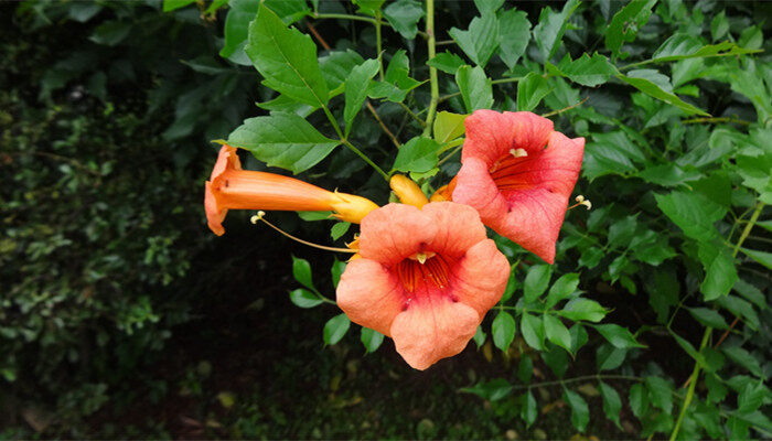 花根腐烂怎么治疗 花根腐烂如何治疗