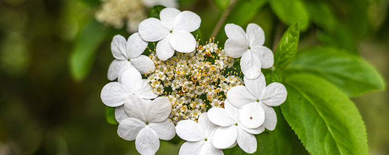 琼花是什么花 琼花到底是什么花