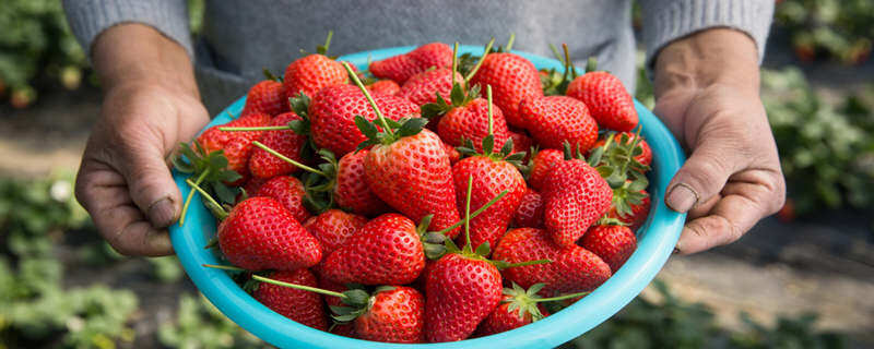 摄图网_500295148_wx_农夫端着一盆红色草莓（企业商用）.jpg