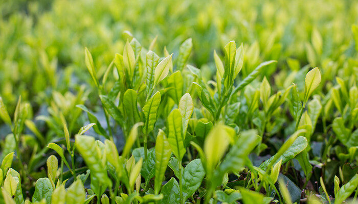 小草的相同特点有哪些 小草的相同特点有