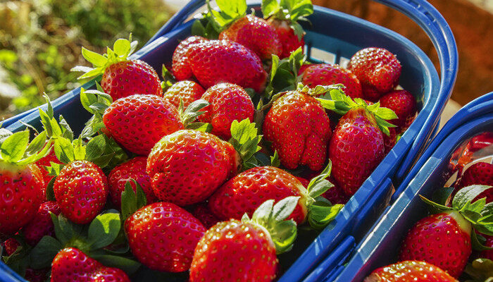 在种植过程中,草莓需要补钙么