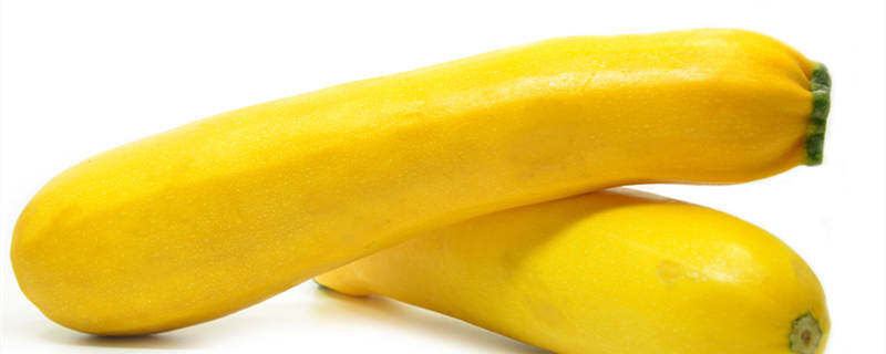 香蕉西葫芦种植季节 西葫芦几月份种植