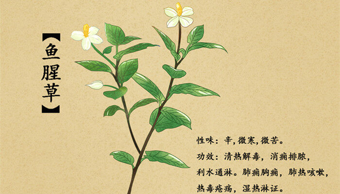 摄图网_400966947_banner_中草药鱼腥草插画（企业商用）_副本.jpg