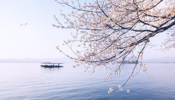 樱花代表什么含义 樱花代表的含义是什么