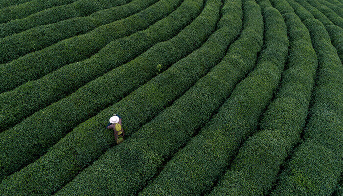 普洱茶的产地