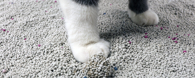 猫砂可以种花吗 猫砂能不能种花