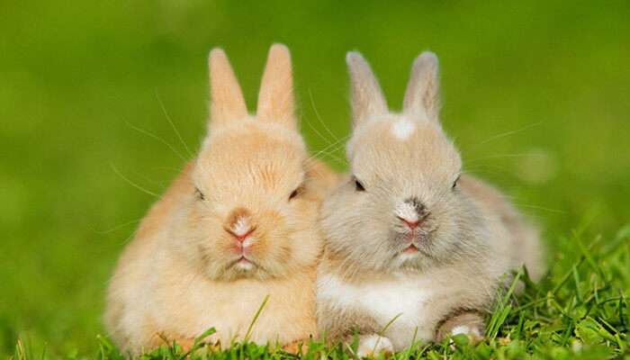 摄图网_501463990_banner_两只兔子坐在草地上（企业商用）.jpg