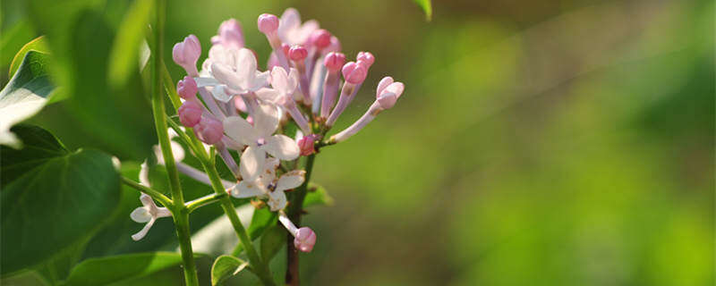 什么样的丁香花 什么样丁香花