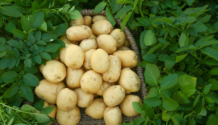 秋季土豆种植时间和方法 秋季土豆种植时间和方法是什么