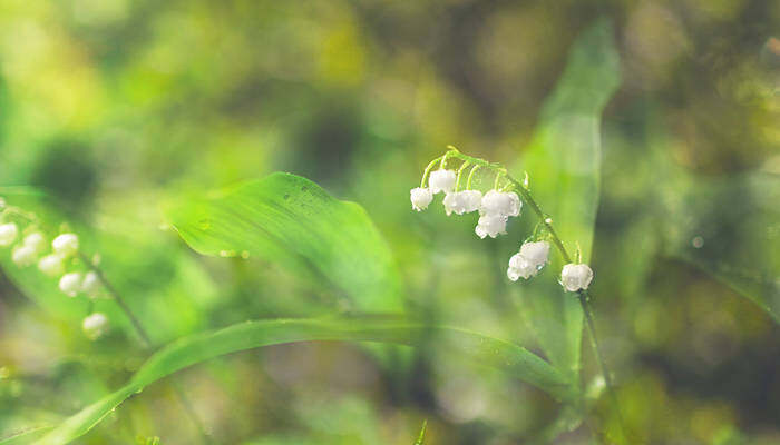 铃兰花有毒吗