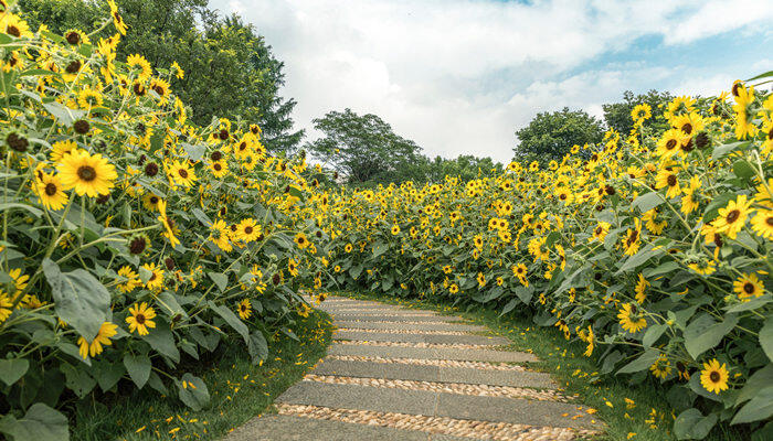 摄图网_501369281_banner_向日葵（企业商用）.jpg