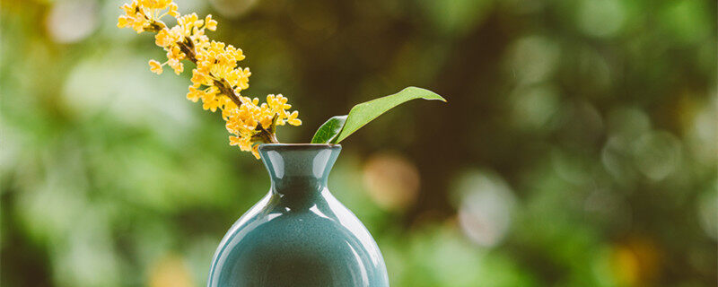 洋甘菊花适合送给什么人 洋甘菊花适合送给谁