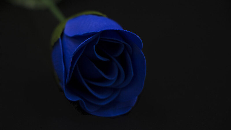 摄图网_500288626_浪漫的蓝色玫瑰花（企业商用）.jpg