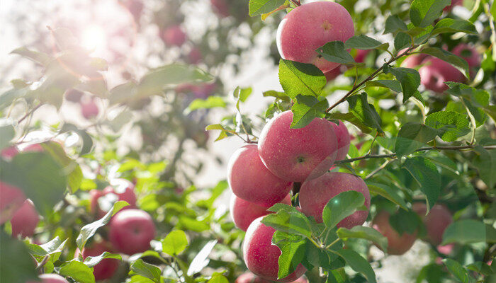 云丘山对万荣县苹果生长的促进作用 苹果生长的促进作用