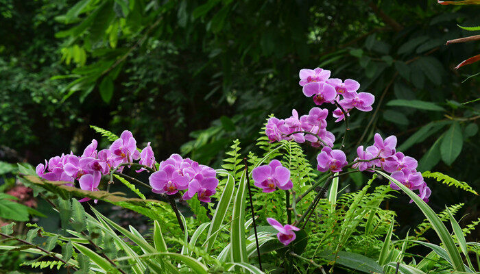 摄图网_501586996_banner_上海辰山植物园热带植物蝴蝶兰（企业商用）.jpg