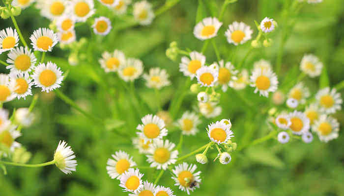 野菊花长什么样