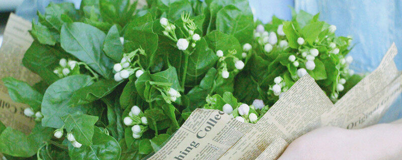 茉莉花可以在家养吗 茉莉花可以在家里养吗