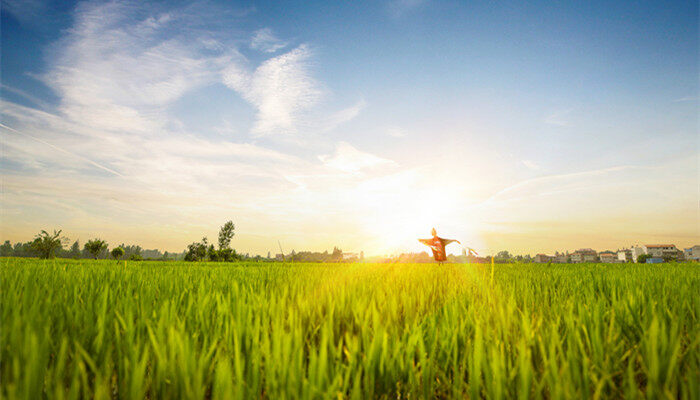 国标一级优质水稻品种 国标一级优质水稻的品种