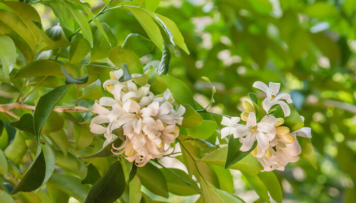 茉莉花叶子发黄皱皱巴巴怎么回事