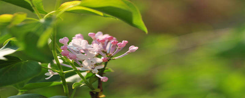 丁香花的品质 丁香花的品质和精神