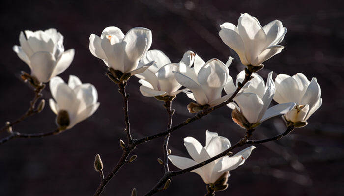 上海的市花是什么