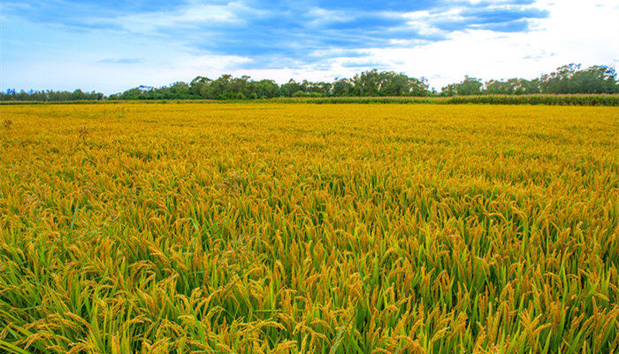 摄图网_501305664_banner_芒种时节金黄稻田（企业商用）_副本.jpg