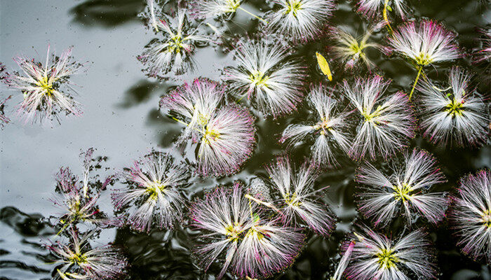 绒花是什么花 绒花到底是什么花