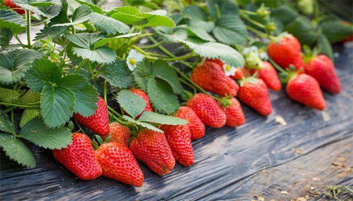 一颗草莓放几粒复合肥