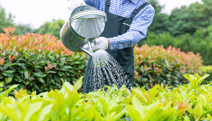 磷酸二氢钾怎么浇花 磷酸二氢钾怎么样浇花