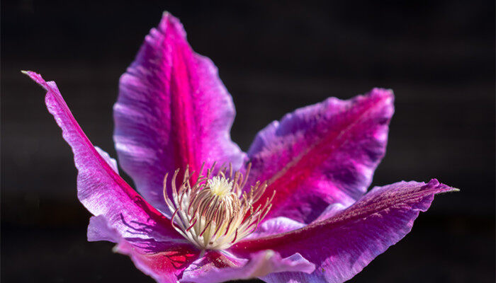 铁线莲在什么季节开花