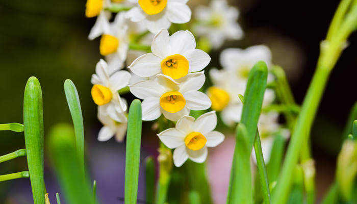 如何养好水仙花 怎样水养水仙花