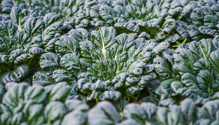 乌塔菜的种植和管理 乌塔菜的种植以及管理