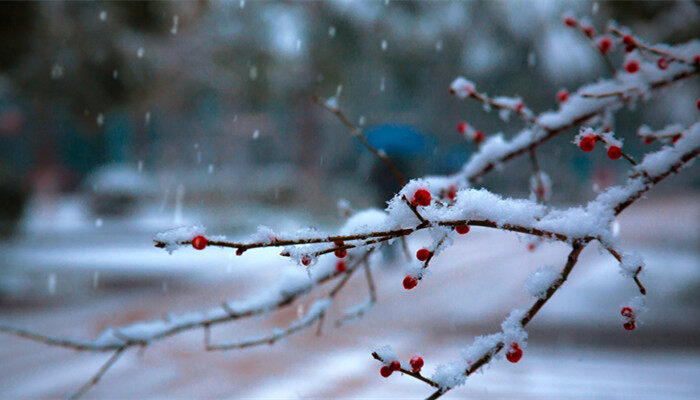 摄图网_500808784_banner_冬天雪季里的梅花枝（企业商用）_副本.jpg